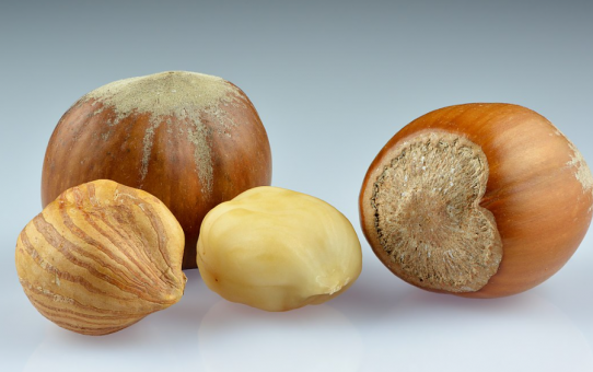 Boost Your Productivity With Orchard Tractor Macadamia Harvester