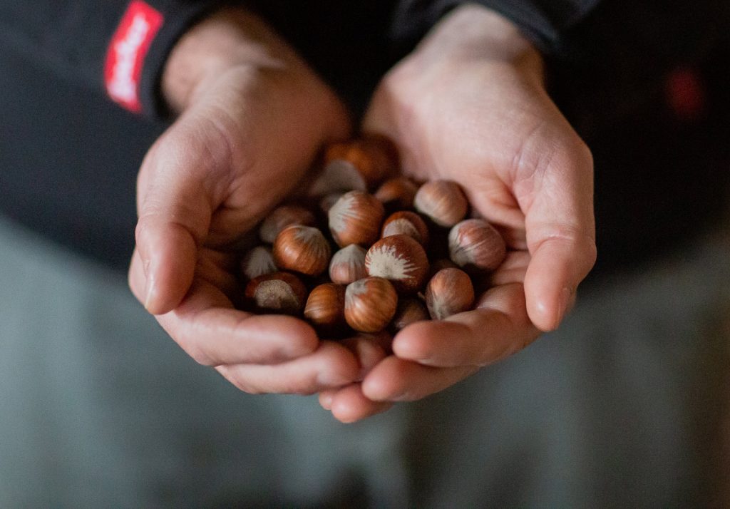orchard tractor macadamia harvester
