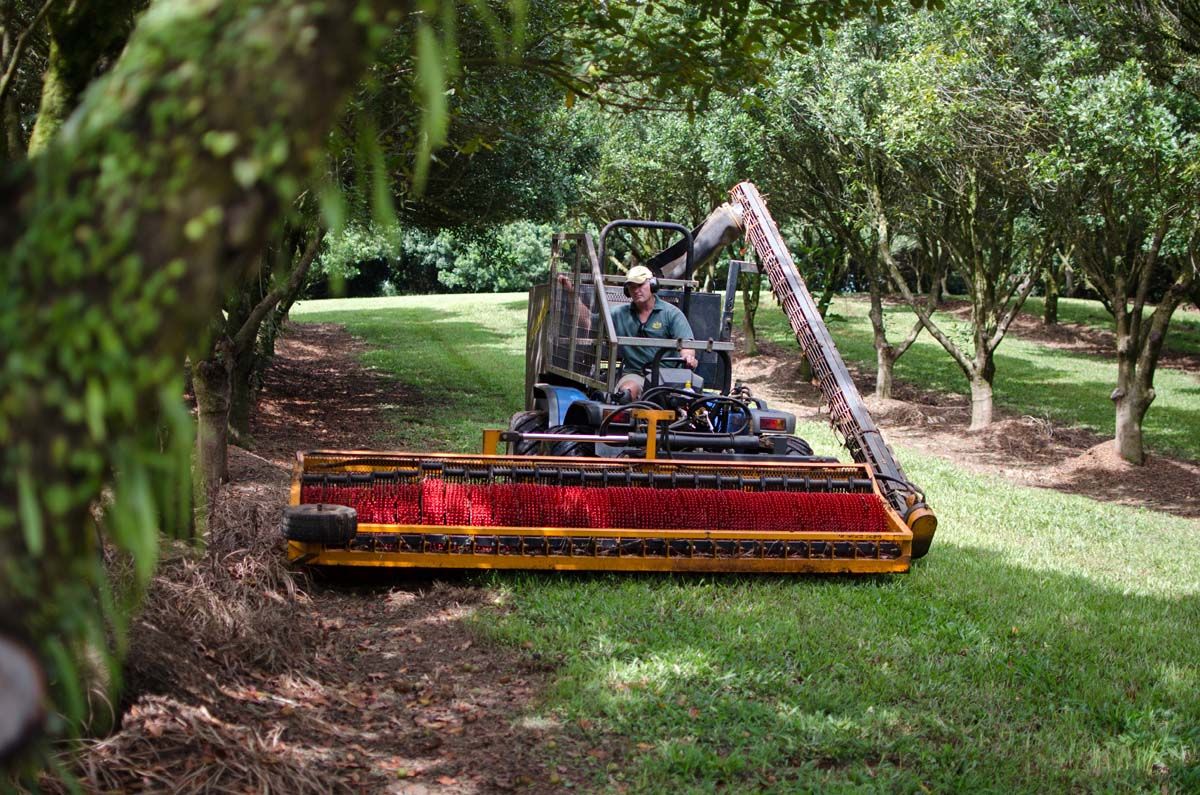 RUBBER TRACKED MACADAMIA HARVESTER